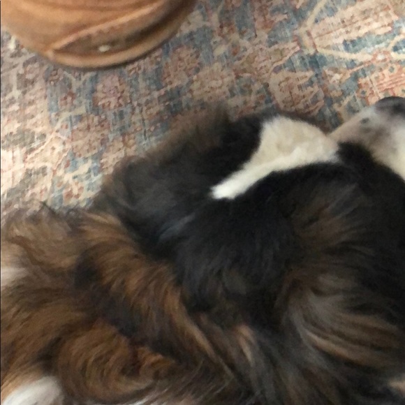 Meet your Posher, Brayton - Picture 1 of 1